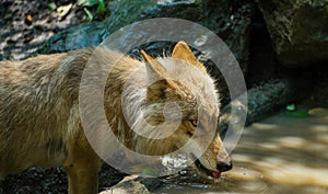 Thirsty wolf drinking water from pond