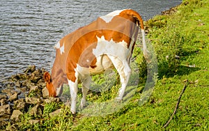 Thirsty young cow drinking from the water of the river