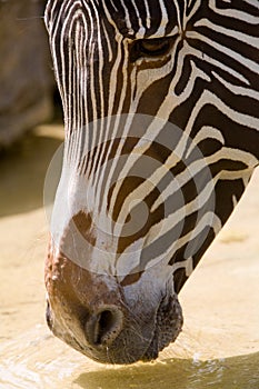 Thirsty Zebra