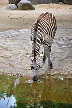 Thirsty zebra drinking water