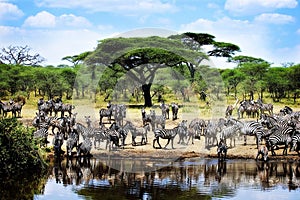 Thirsty Zebras