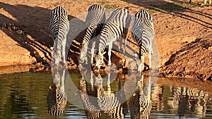 Thirsty Zebras at a Waterhole