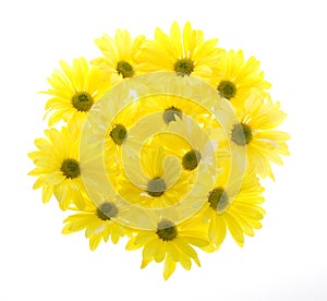 Thirteen Daisies in Circle Shape