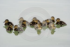 Thirteen ducklings