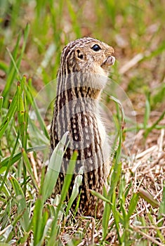 Thirteen-lined Ground Squirrel