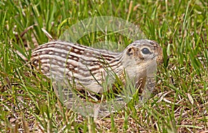 Thirteen-lined Ground Squirrel