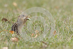 thirteen-lined ground squirrel eating a leaf