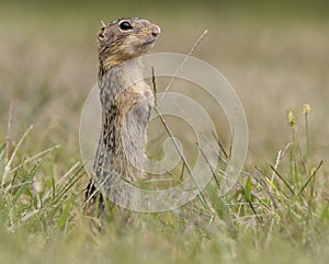 thirteen-lined ground squirrel erect