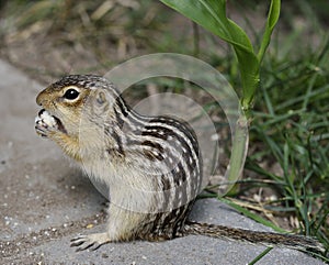 Thirteen-Lined Ground Squirrel photo
