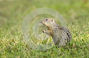 Thirteen-lined ground squirrel in grass