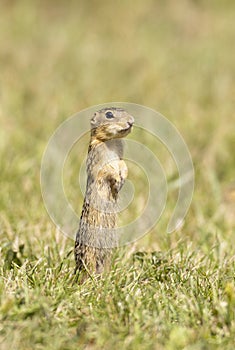 thirteen-lined ground squirrel in grass at attention