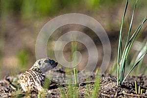 Thirteen-lined Ground Squirrel in his natural territory in Alamosa National Wildlife Refuge in southern Colorado