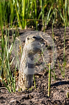 Thirteen-lined Ground Squirrel in his natural territory in Alamosa National Wildlife Refuge in southern Colorado