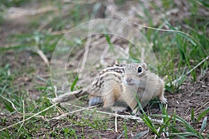 The thirteen lined ground squirrel Ictidomys tridecemlineatus