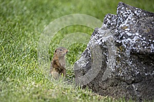 Thirteen-lined ground squirrel Ictidomys tridecemlineatus