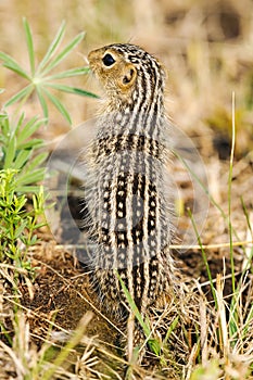 Thirteen-lined ground squirrel (Ictidomys tridecemlineatus)