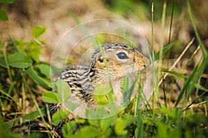 Thirteen-lined ground squirrel (Ictidomys tridecemlineatus)