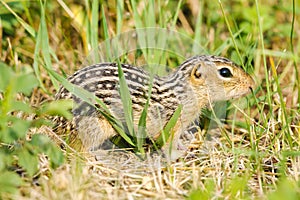 Thirteen-lined ground squirrel (Ictidomys tridecemlineatus)