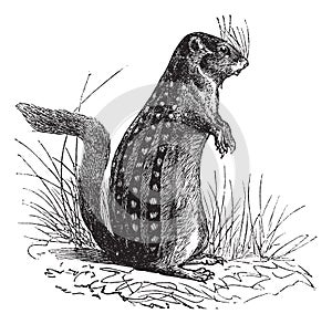 Thirteen-lined ground squirrel or Ictidomys tridecemlineatus vintage engraving