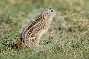 Thirteen lined ground squirrel in prairie