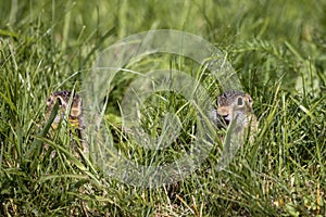Thirteen-Lined Ground Squirrel -  Spermophilus tridecemlineatus