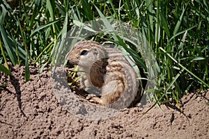 Thirteen-lined ground squirrel - Spermophilus tridecemlineatus