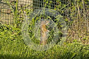 Thirteen-Lined Ground Squirrel - (Spermophilus tridecemlineatus )