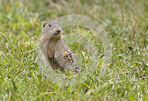 thirteen-lined ground squirrel standing in grass