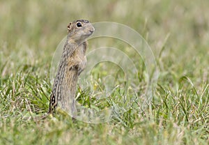 thirteen-lined ground squirrel standing in grass