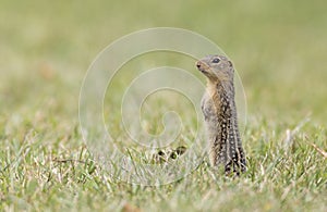 thirteen-lined ground squirrel standing in grass