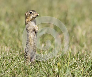 thirteen-lined ground squirrel standing in grass