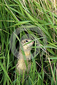 Thirteen-lined Ground Squirrel  604037