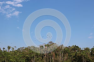 Thirteen Macaws flying above the tree tops in the Amazon rainforest in Tambopata National Reserve, Puerto Maldonado