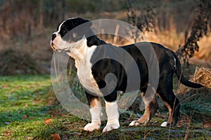 Thirteen weeks old female puppy Old English Bulldog