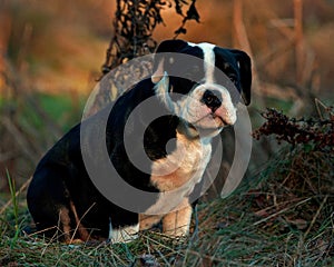 Thirteen weeks old female puppy Old English Bulldog