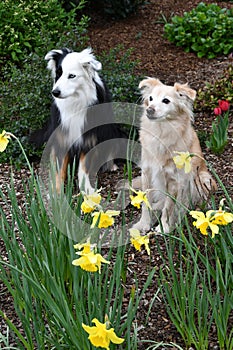 Thirteen years old cute mongrel dog and australian shepherd in the garden