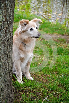 Thirteen years old cute mongrel dog behind a tree