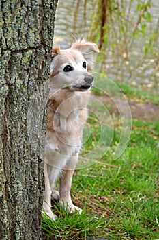 Thirteen years old cute mongrel dog behind a tree