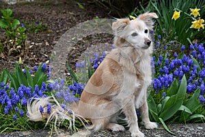 Thirteen years old cute mongrel dog in the garden