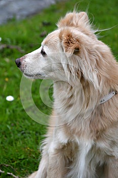 Thirteen years old cute mongrel dog in the meadow