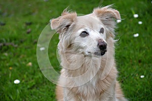 Thirteen years old cute mongrel dog in the meadow