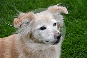 Thirteen years old cute mongrel dog in the meadow