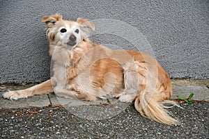 Thirteen years old mongrel dog sits in front of a wall