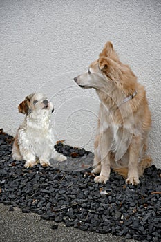 Thirteen years old mongrel dog and small havanese