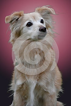 Thirteen years old mongrel dog in studio