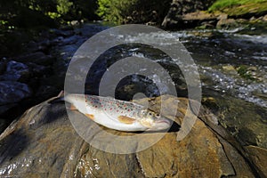 Thirty centimetres beautiful big indigenous trout on a wild mountains river. photo
