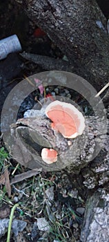 Thish is a indian ganodarma fungus
