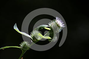 Thisle flower in closeup