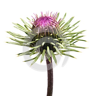 Thistle