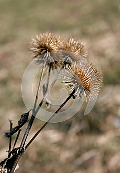 Thistle
